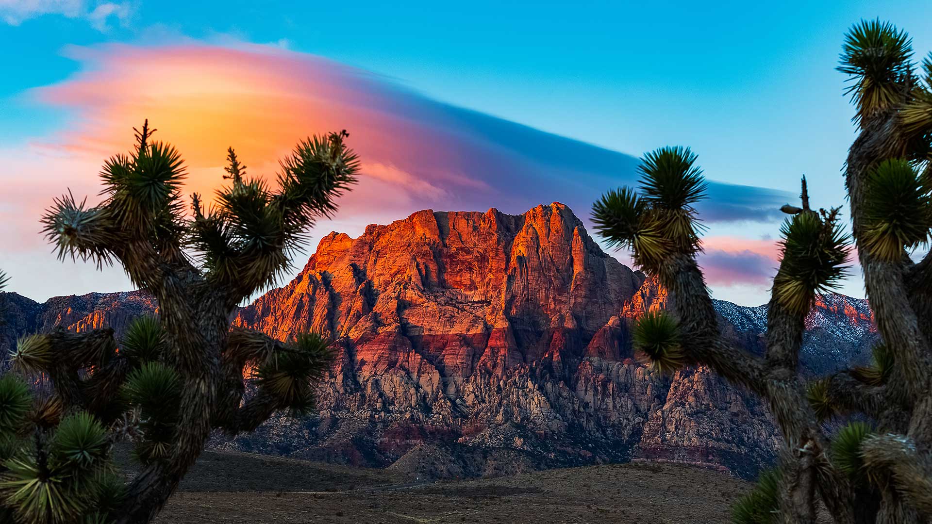 Red Rock Cactus